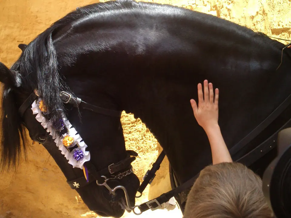Cheval noir minorquin orné de fleurs tandis qu’une main le caresse