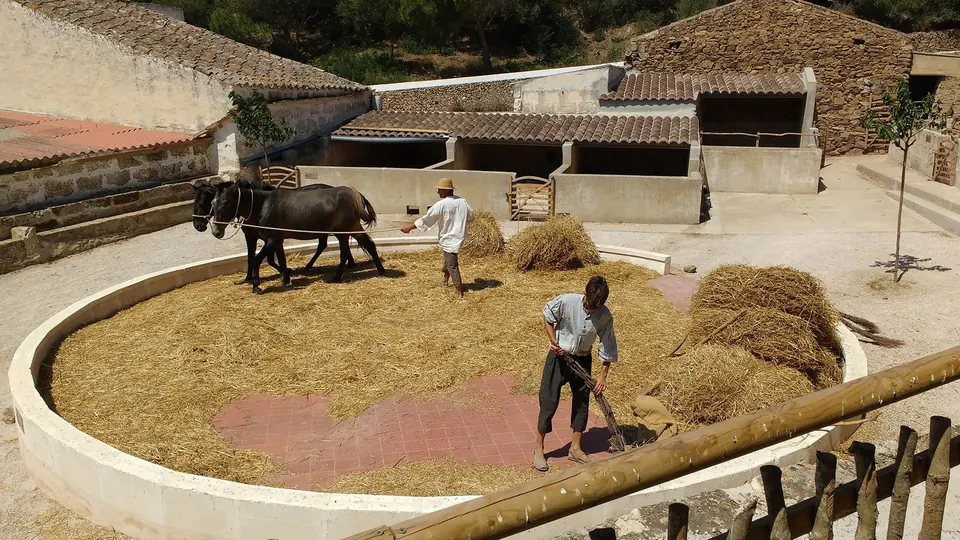 Home treballant amb un cavall en una era circular de batre