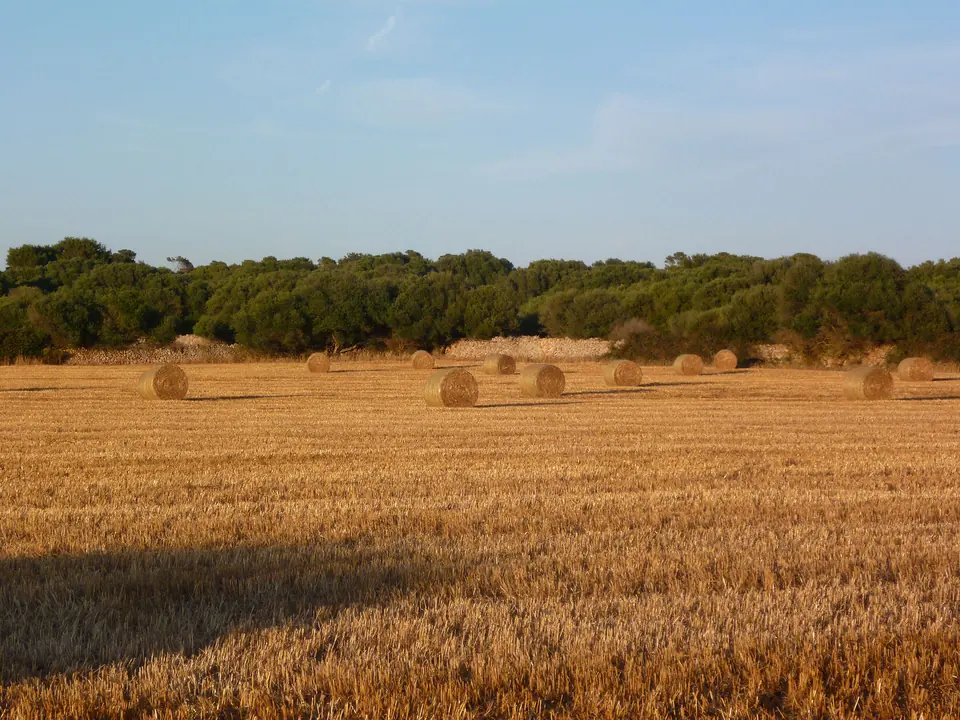 Camp de cereal daurat amb bales de palla